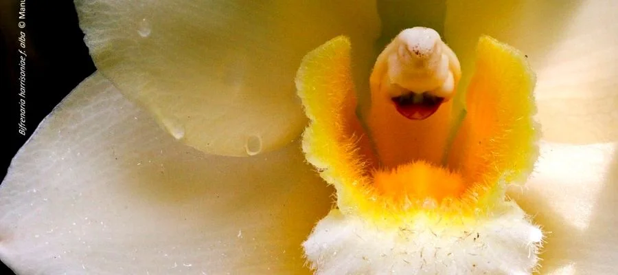 Llega la IV Feria de Orquídeas en Estepona
