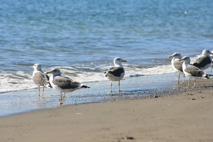 Playa de El Saladillo