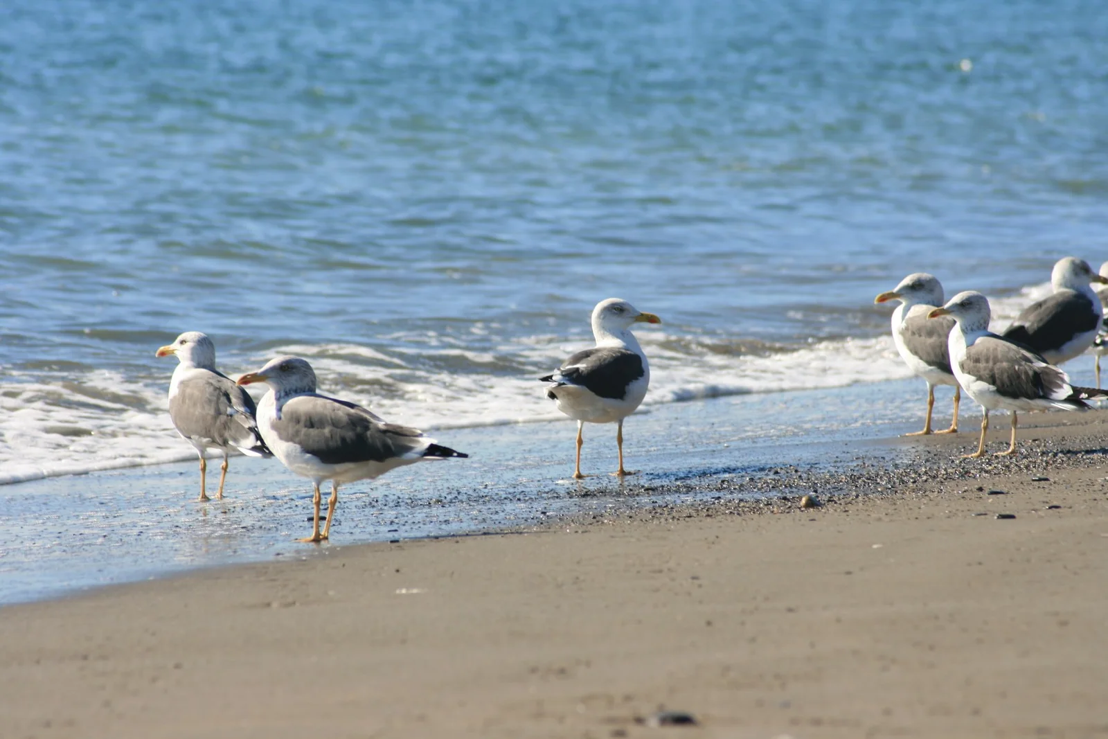 Playa de El Saladillo