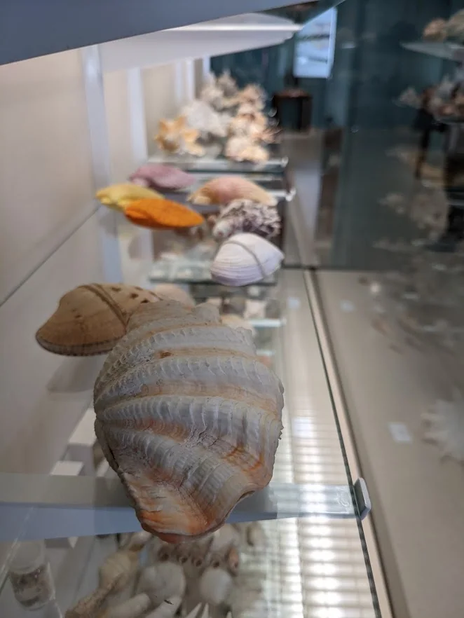 Museo Paleontológico, otra vista