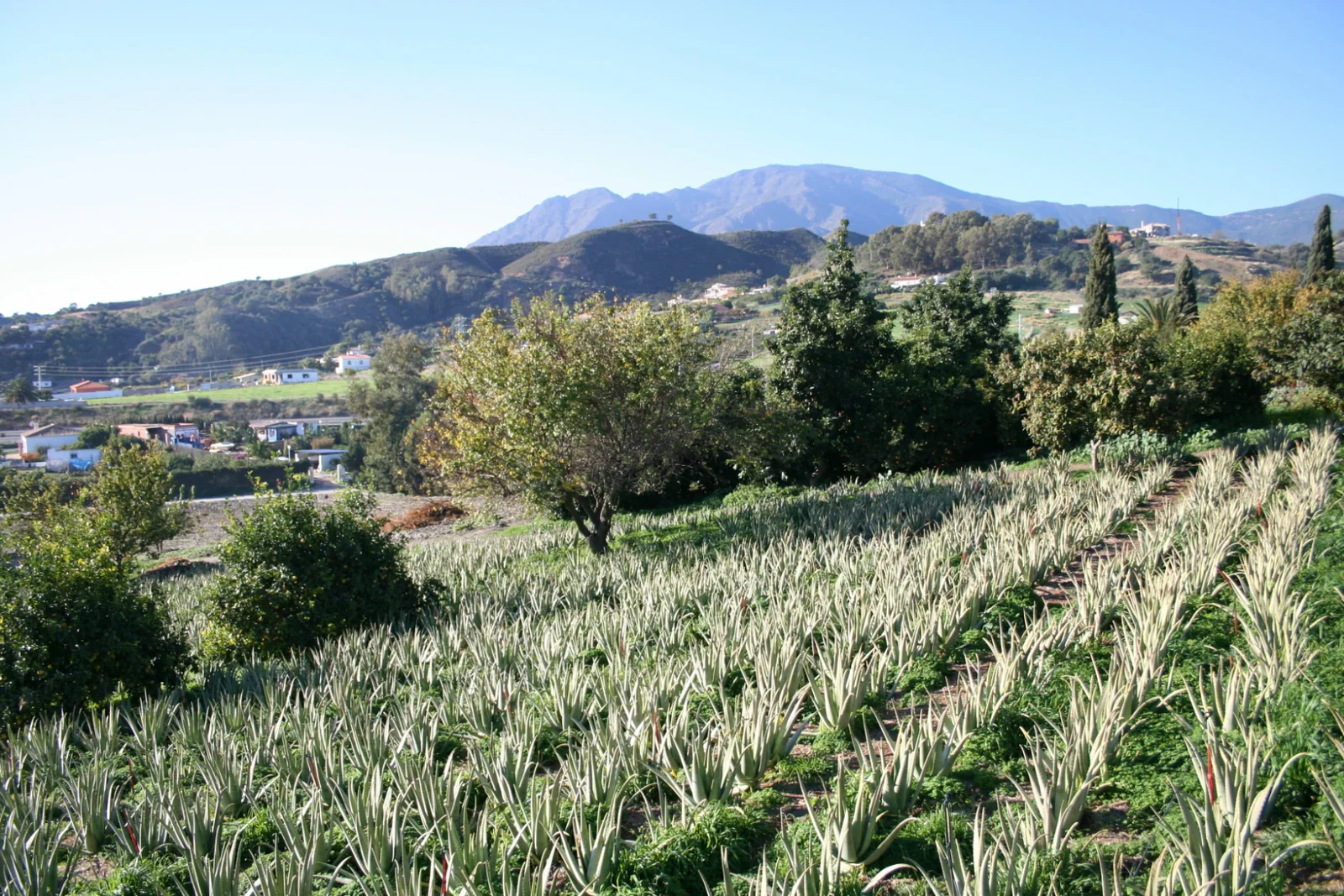 Santaverde (Plantación de Aloe Vera), otra vista