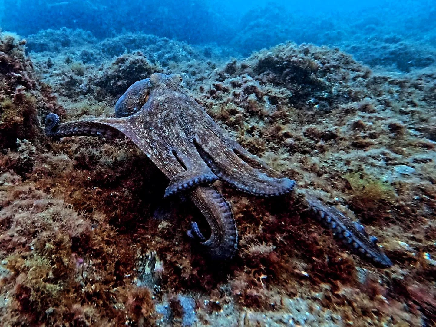 Estepona Dive Center (centro de buceo), otra vista