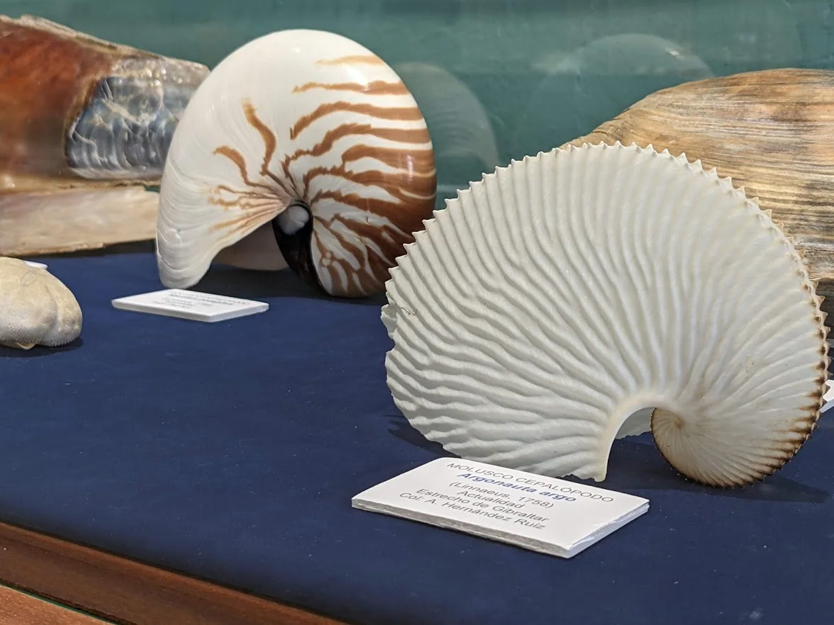 Museo Paleontológico, otra vista