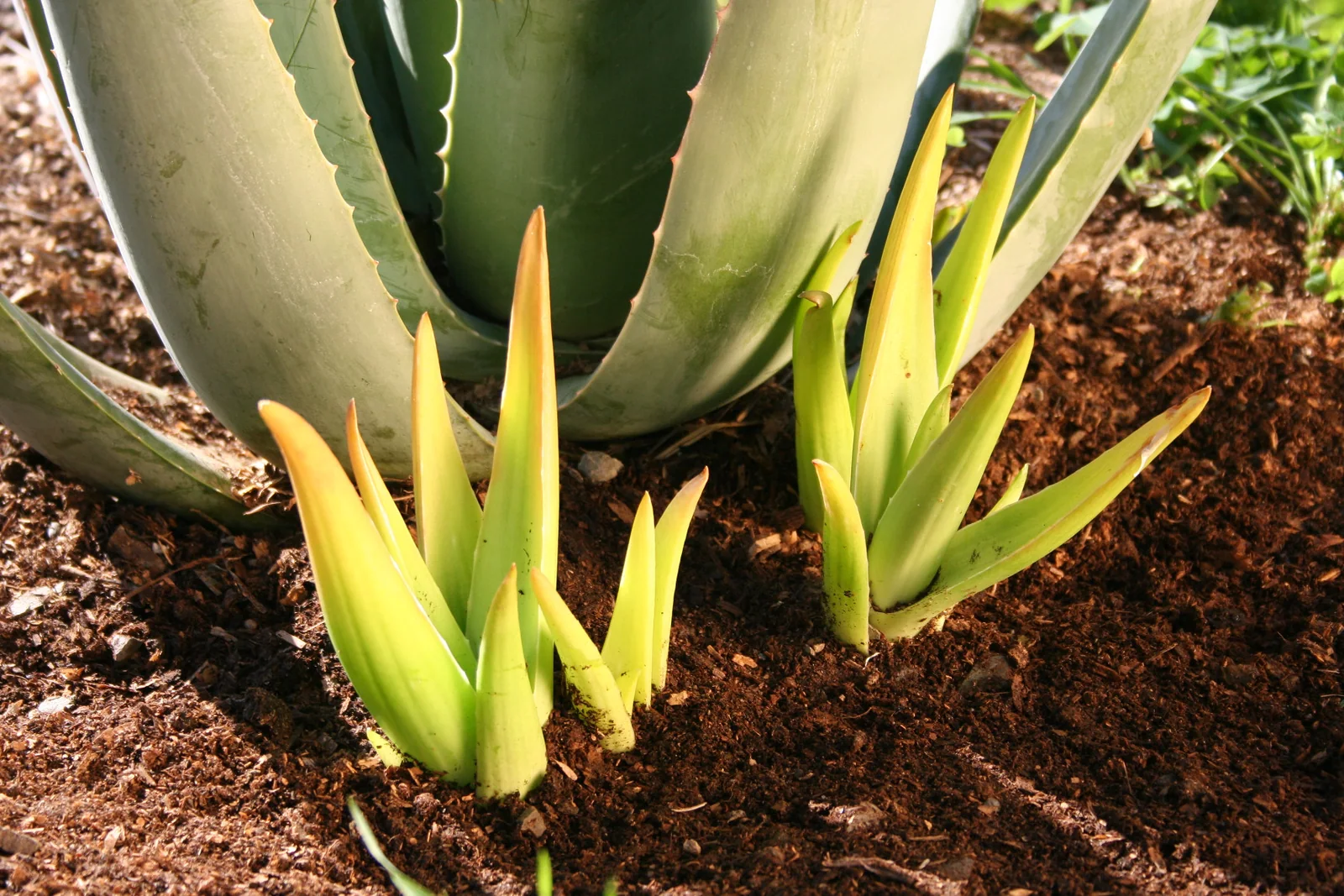 Santaverde (Plantación de Aloe Vera)