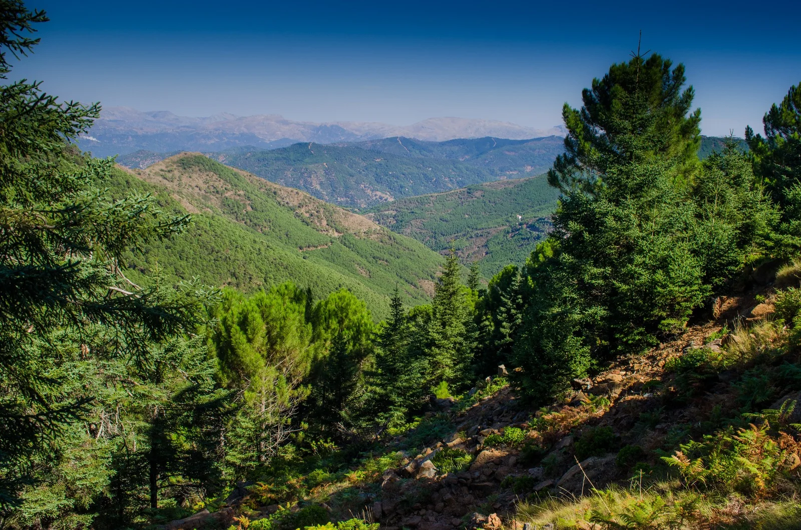 Ruta Paseo de los Pinsapos, otra vista